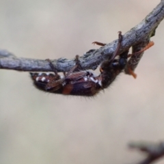 Eleale pulchra at Murrumbateman, NSW - 30 Nov 2022