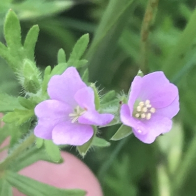 Geranium solanderi var. solanderi (Native Geranium) at Garran, ACT - 14 Nov 2022 by Tapirlord