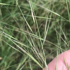 Austrostipa bigeniculata (Kneed Speargrass) at Hughes, ACT - 12 Nov 2022 by Tapirlord