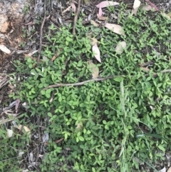 Glycine tabacina at Hughes, ACT - 12 Nov 2022