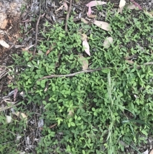 Glycine tabacina at Hughes, ACT - 12 Nov 2022