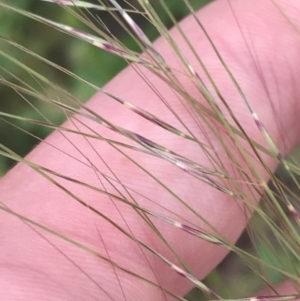 Austrostipa scabra at Hughes, ACT - 12 Nov 2022