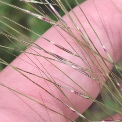 Austrostipa scabra (Corkscrew Grass, Slender Speargrass) at Hughes, ACT - 12 Nov 2022 by Tapirlord