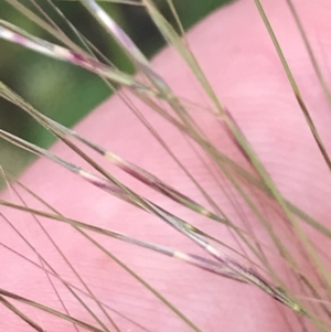 Austrostipa scabra at Hughes, ACT - 12 Nov 2022 04:30 PM