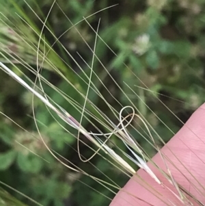 Austrostipa scabra at Hughes, ACT - 12 Nov 2022 04:30 PM