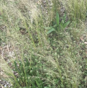 Austrostipa scabra at Hughes, ACT - 12 Nov 2022 04:30 PM