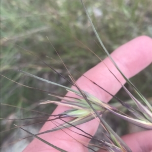 Themeda triandra at Hughes, ACT - 12 Nov 2022