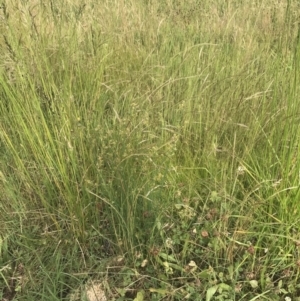 Juncus bufonius at Garran, ACT - 12 Nov 2022