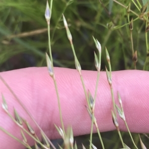 Juncus bufonius at Garran, ACT - 12 Nov 2022