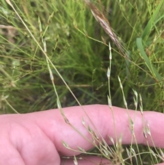 Juncus bufonius at Garran, ACT - 12 Nov 2022