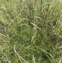 Juncus bufonius at Garran, ACT - 12 Nov 2022