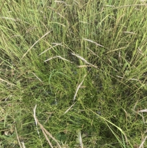 Juncus bufonius at Garran, ACT - 12 Nov 2022