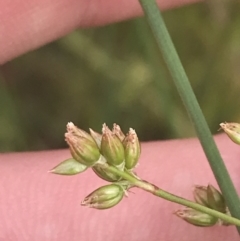 Juncus subsecundus at Garran, ACT - 12 Nov 2022