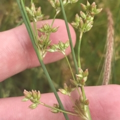 Juncus subsecundus at Garran, ACT - 12 Nov 2022