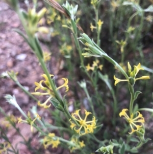 Pimelea curviflora at Burra, NSW - 4 Dec 2022