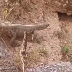 Varanus rosenbergi at Tharwa, ACT - 2 Dec 2022