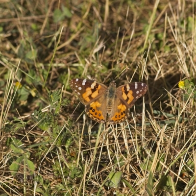 Vanessa kershawi (Australian Painted Lady) at Higgins, ACT - 4 Dec 2022 by MichaelWenke