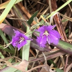 Thysanotus tuberosus (Common Fringe-lily) at Grassy Head, NSW - 2 Dec 2022 by Topknot