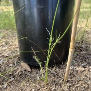 Eryngium ovinum at Higgins, ACT - 4 Dec 2022