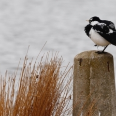 Grallina cyanoleuca (Magpie-lark) at Yarralumla, ACT - 12 Oct 2018 by JimL