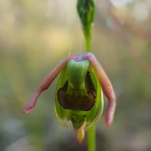 Caleana minor at Bruce, ACT - 4 Dec 2022