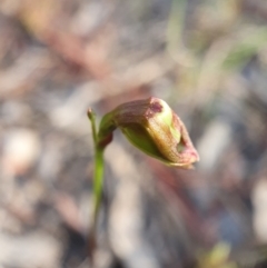 Caleana minor at Bruce, ACT - suppressed