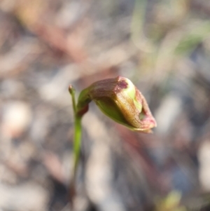 Caleana minor at Bruce, ACT - 4 Dec 2022