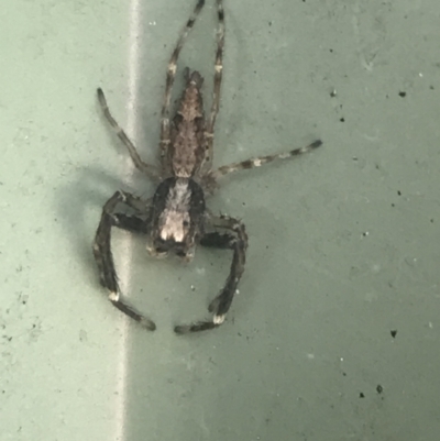 Helpis minitabunda (Threatening jumping spider) at Garran, ACT - 15 Nov 2022 by Tapirlord