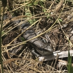 Tiliqua scincoides scincoides (Eastern Blue-tongue) at Garran, ACT - 15 Nov 2022 by Tapirlord