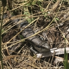 Tiliqua scincoides scincoides (Eastern Blue-tongue) at Garran, ACT - 15 Nov 2022 by Tapirlord