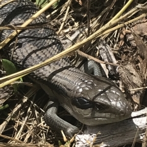 Tiliqua scincoides scincoides at Garran, ACT - 15 Nov 2022 01:34 PM