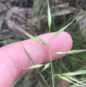 Rytidosperma auriculatum at Hughes, ACT - 15 Nov 2022