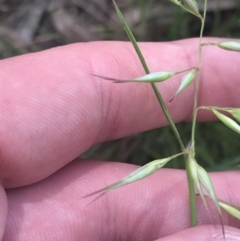 Rytidosperma auriculatum at Hughes, ACT - 15 Nov 2022