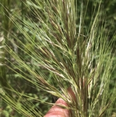 Austrostipa densiflora (Foxtail Speargrass) at Red Hill, ACT - 15 Nov 2022 by Tapirlord