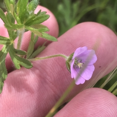 Geranium solanderi var. solanderi (Native Geranium) at Red Hill, ACT - 15 Nov 2022 by Tapirlord