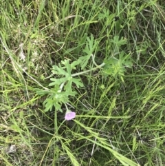 Geranium solanderi var. solanderi at Red Hill, ACT - 15 Nov 2022 01:05 PM