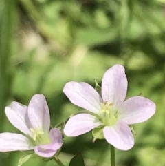 Geranium sp. Pleated sepals (D.E.Albrecht 4707) Vic. Herbarium (Naked Crane's-bill) at Deakin, ACT - 15 Nov 2022 by Tapirlord