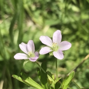 Geranium sp. Pleated sepals (D.E.Albrecht 4707) Vic. Herbarium at Deakin, ACT - 15 Nov 2022