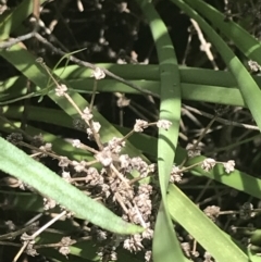 Lomandra multiflora (Many-flowered Matrush) at Deakin, ACT - 15 Nov 2022 by Tapirlord