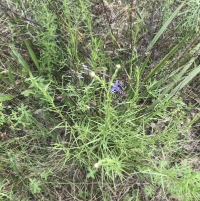 Rutidosis leptorhynchoides (Button Wrinklewort) at Deakin, ACT - 15 Nov 2022 by Tapirlord