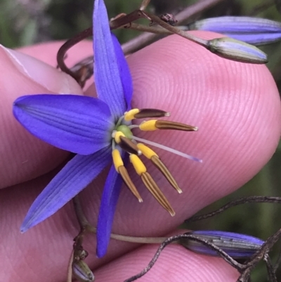 Dianella revoluta var. revoluta (Black-Anther Flax Lily) at Deakin, ACT - 15 Nov 2022 by Tapirlord