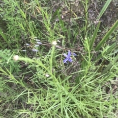 Dianella revoluta var. revoluta at Deakin, ACT - 15 Nov 2022 12:53 PM