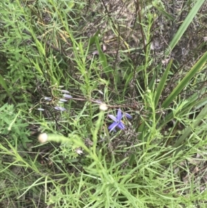 Dianella revoluta var. revoluta at Deakin, ACT - 15 Nov 2022 12:53 PM