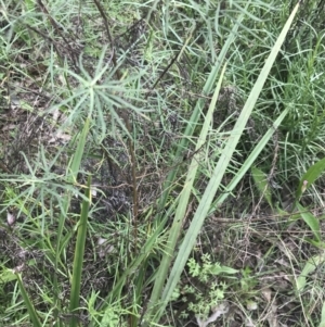 Dianella revoluta var. revoluta at Deakin, ACT - 15 Nov 2022 12:53 PM