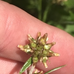 Euchiton japonicus (Creeping Cudweed) at Deakin, ACT - 15 Nov 2022 by Tapirlord