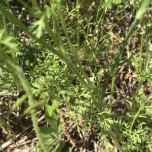 Daucus glochidiatus at Deakin, ACT - 15 Nov 2022 12:39 PM