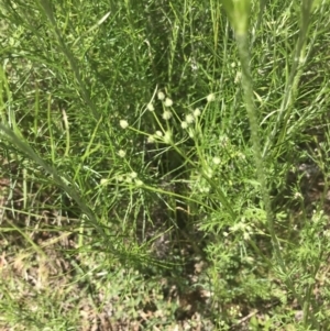 Daucus glochidiatus at Deakin, ACT - 15 Nov 2022 12:39 PM