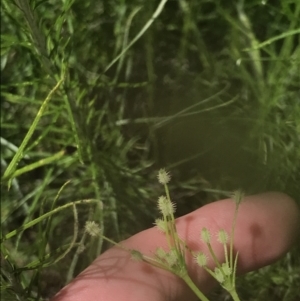 Daucus glochidiatus at Deakin, ACT - 15 Nov 2022 12:39 PM