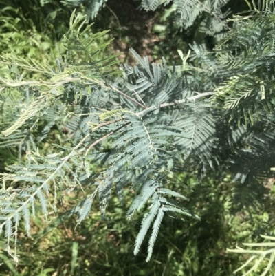 Acacia dealbata subsp. dealbata (Silver Wattle) at Deakin, ACT - 15 Nov 2022 by Tapirlord