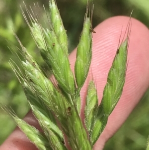 Bromus hordeaceus at Deakin, ACT - 15 Nov 2022 12:33 PM